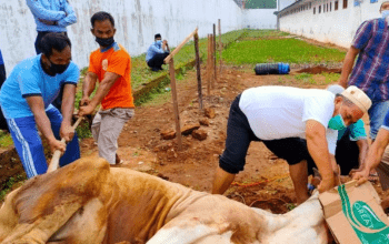 Ilustrasi Penyembelihan Hewan Qurban