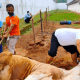 Ilustrasi Penyembelihan Hewan Qurban