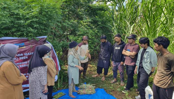 Mantap! Tim PKM Peternakan Unhas Diseminasi Rumput Gajah Unggul Varietas Terbaru