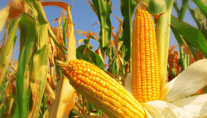 Sulsel Siap Genjot Swasembada Jagung 2025, Targetkan 10 Ribu Hektar Lahan