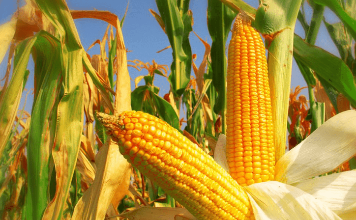 Sulsel Siap Genjot Swasembada Jagung 2025, Targetkan 10 Ribu Hektar Lahan