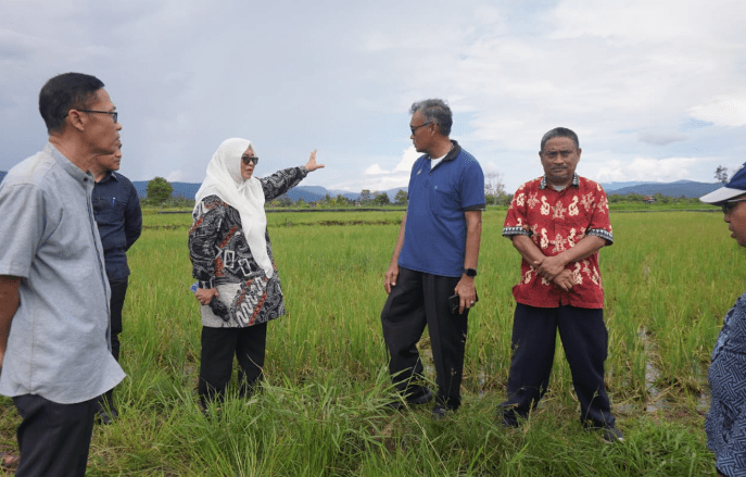 Wakil Bupati Luwu Timur, Hj. Puspawati Husler melakukan kunjungan lapangan ke lahan sawah yang terserang hama tikus di Desa Libukan Mandiri dan Desa Buangin, Kecamatan Towuti, Jumat (14/03/2025).