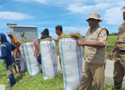 Jaga Produktivitas Padi di Kecamatan Burau, Dinas Pertanian Luwu Timur Lakukan Pengendalian Hama