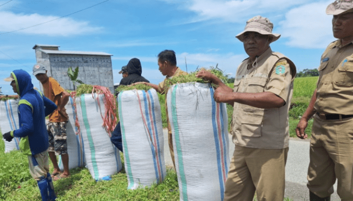 Jaga Produktivitas Padi di Kecamatan Burau, Dinas Pertanian Luwu Timur Lakukan Pengendalian Hama