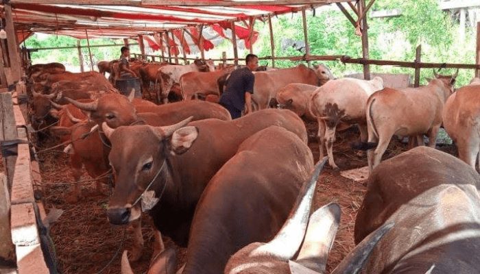Idul Adha 1446 H, Bupati Irwan Sumbang 18 Ekor Sapi Kurban untuk Warga Luwu Timur