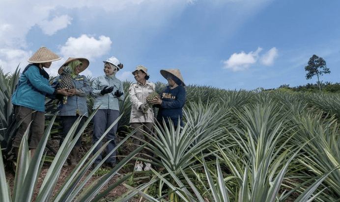 PT Vale Indonesia Tbk terus menunjukkan komitmennya terhadap kelestarian lingkungan dengan merehabilitasi lahan bekas tambang di Blok Sorowako, Kabupaten Luwu Timur.