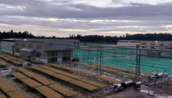 PLN Perkuat Ekonomi Lokal, Pasang Listrik Industri Rumput Laut di Pinrang