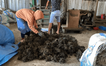 Program Pemberdayaan Unibos Dongkrak Nilai Jual Rumput Laut Ampekale