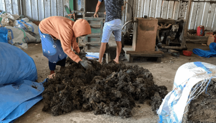 Program Pemberdayaan Unibos Dongkrak Nilai Jual Rumput Laut Ampekale