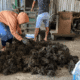 Program Pemberdayaan Unibos Dongkrak Nilai Jual Rumput Laut Ampekale