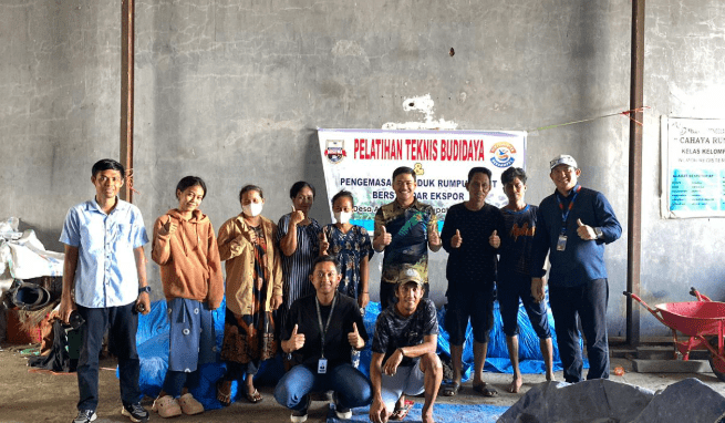 Program Pemberdayaan Unibos Dongkrak Nilai Jual Rumput Laut Ampekale (Foto: IST)