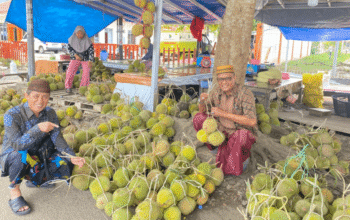Musim Durian di Palopo