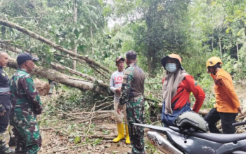 TRC BPBD Sidrap Tinjau Longsor di Leppangeng, 384 KK Terdampak