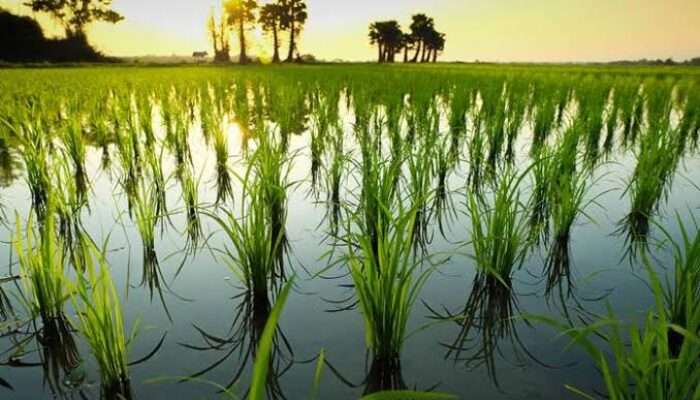 Maros Kehilangan 1.700 Hektare Sawah dalam 6 Tahun, Ancaman Ketahanan Pangan?