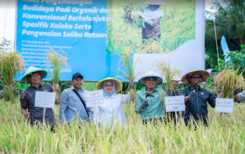 PT Vale Panen Bersama Demplot Padi Berkelanjutan di Kolaka