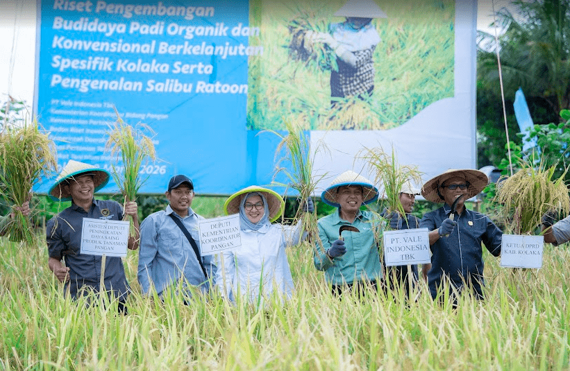 PT Vale Panen Bersama Demplot Padi Berkelanjutan di Kolaka