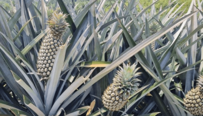Kasus Bibit Nanas Rp60 Miliar, Eks Pimpinan DPRD Sulsel Kembali Diperiksa