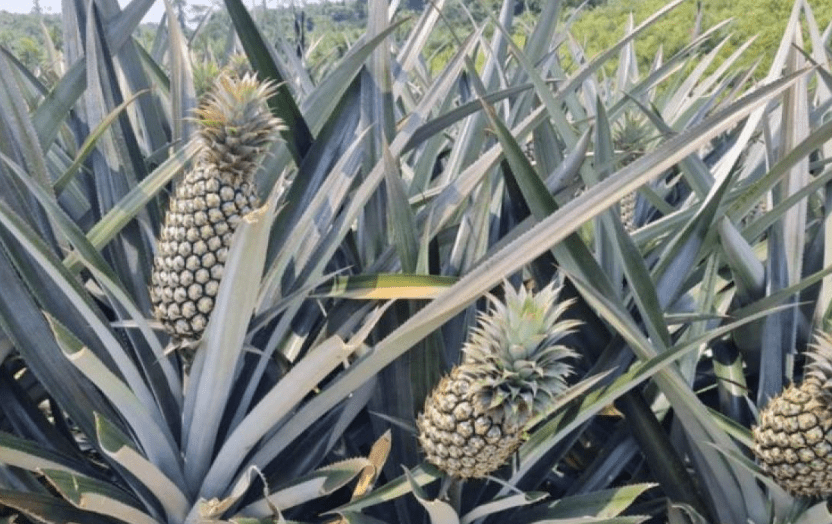Ilustrasi Nanas
