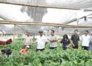 Program 8 Juta Bibit Kakao Mulai Berjalan, Pemkab Luwu Pastikan Tepat Sasaran