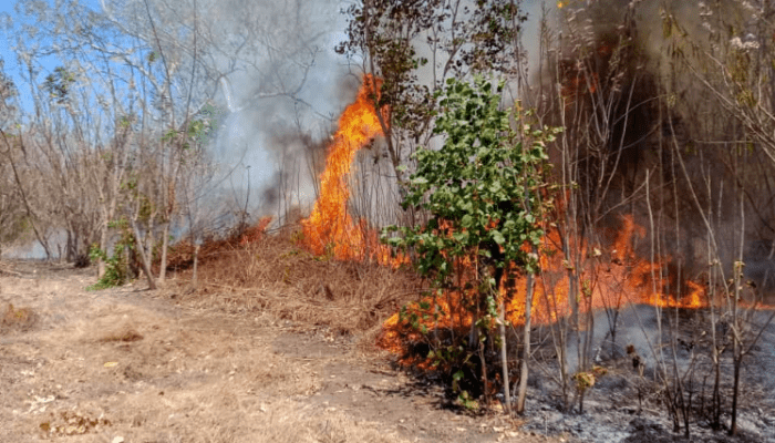 Ancaman El Nino 2026, DPR Minta Pemerintah Perkuat Pencegahan Kebakaran Hutan