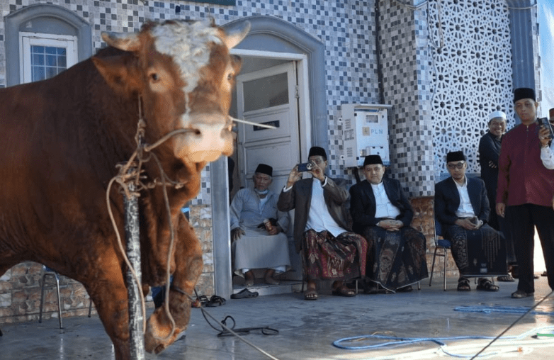 Pemkot Makassar Distribusikan 7.261 Sapi dan 402 Kambing Kurban
