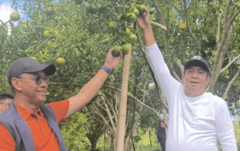 Kepala TASPEN Makassar Kagumi Jeruk Keprok Selayar, Sebut Layak Jadi Agrowisata Unggulan
