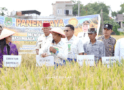 Sidrap Etalase Kemajuan Pertanian, Bupati Syaharuddin dan Direktur Bappenas Panen Pakai Mesin Modern