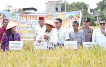 Bersama Bappenas, Bupati Sidrap Panen Padi Modern dan Tunjukkan Kemajuan Lumbung Pangan Nasional