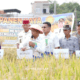 Sidrap Etalase Kemajuan Pertanian, Bupati Syaharuddin dan Direktur Bappenas Panen Pakai Mesin Modern