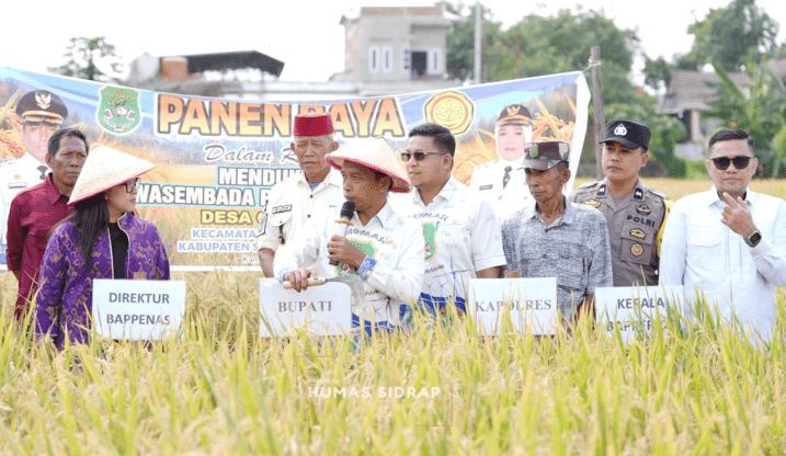Sidrap Etalase Kemajuan Pertanian, Bupati Syaharuddin dan Direktur Bappenas Panen Pakai Mesin Modern