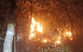 Puncak Kemarau Agustus, Gubernur Sulsel Minta Warga Waspadai Kebakaran Hutan dan Lahan