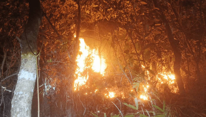 Puncak Kemarau Agustus, Gubernur Sulsel Minta Warga Waspadai Kebakaran Hutan dan Lahan
