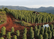 Kawasan perkebunan merica di Loeha Raya Luwu Timur (Foto: JejakFakta)