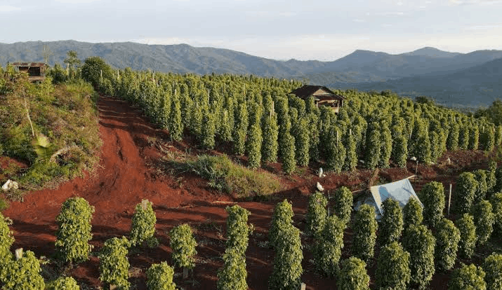 Kawasan perkebunan merica di Loeha Raya Luwu Timur (Foto: JejakFakta)