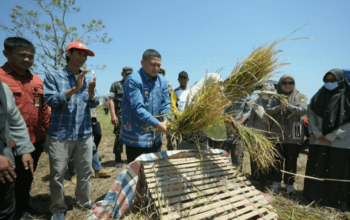 Pemkot Makassar Dorong Pertanian Berbasis Teknologi di Tengah Keterbatasan Lahan