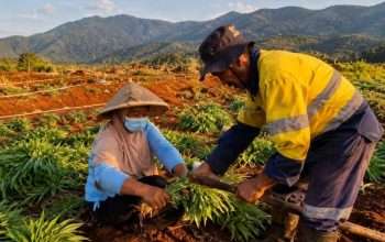 Petani Laoli usai Digusur